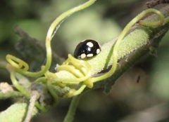 Hyperaspis octonotata