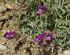 Penstemon purpusii