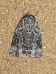 Blenina