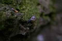 Aegopinella nitidula