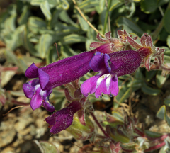Penstemon purpusii
