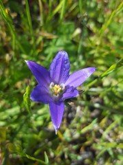 Brodiaea terrestris terrestris