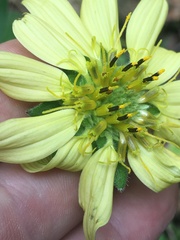 Silphium mohrii