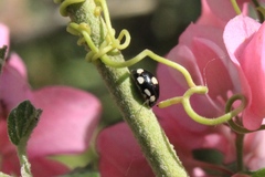 Hyperaspis octonotata