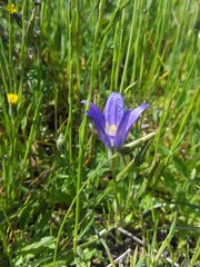 Brodiaea terrestris terrestris