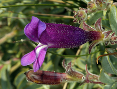 Penstemon purpusii