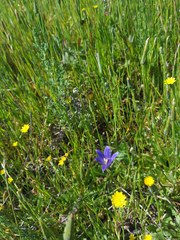 Brodiaea terrestris terrestris