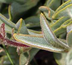 Penstemon purpusii