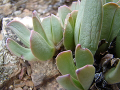 Acrodon purpureostylus
