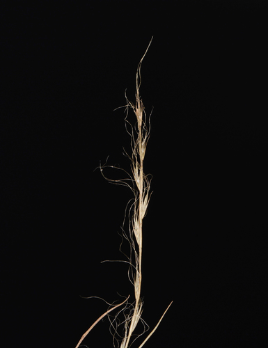 Image of Tripogon Capillatus (Tripogon capillatus) by no rights reserved