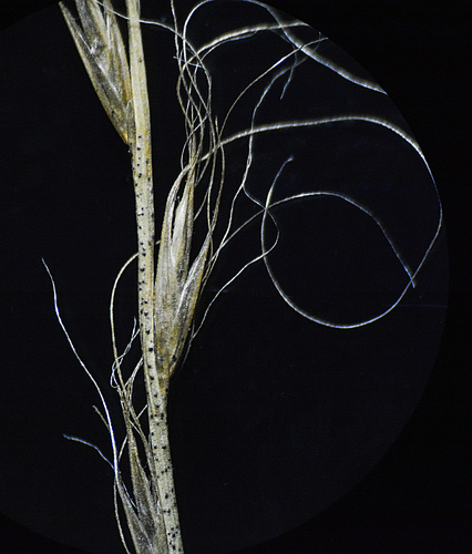 Image of Tripogon Capillatus (Tripogon capillatus) by no rights reserved