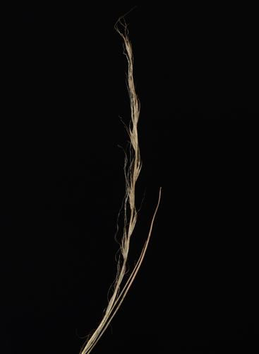 Image of Tripogon Capillatus (Tripogon capillatus) by no rights reserved