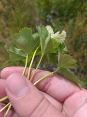 Alchemilla glabricaulis