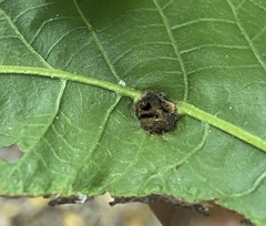 Phylloxera williamsi