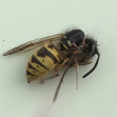 Vespula vulgaris