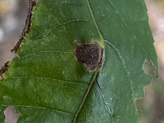 Phylloxera williamsi