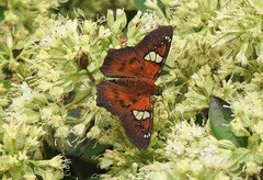 Myscelus santhilarius