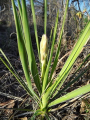 Yucca arkansana