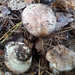 Tricholoma roseoacerbum - Photo (c) Claudio Peterlongo, some rights reserved (CC BY-NC), uploaded by Claudio Peterlongo