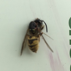 Vespula vulgaris