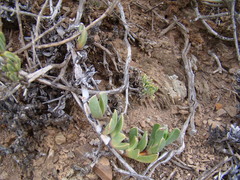Acrodon purpureostylus