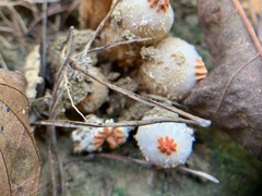 Calostoma ravenelii ravenelii