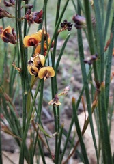 Daviesia leptophylla