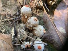 Calostoma ravenelii ravenelii