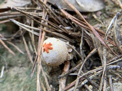 Calostoma ravenelii ravenelii