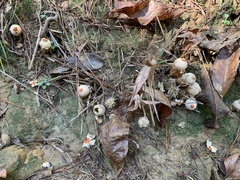 Calostoma ravenelii ravenelii