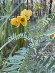 Senna barronfieldii