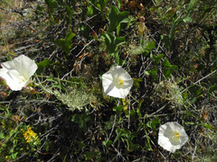 Calystegia purpurata