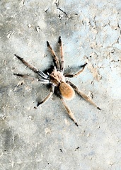 Centroctenus brevipes