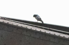 Columba livia domestica