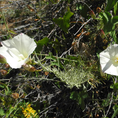 Calystegia purpurata