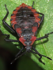 Piezogaster rubropictus