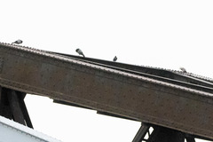 Columba livia domestica