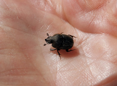 Onthophagus hecate hecate