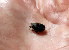 Onthophagus hecate hecate