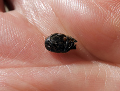 Onthophagus hecate hecate