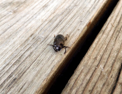 Onthophagus hecate hecate