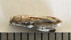 Acrobasis vaccinii