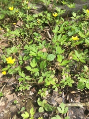 Ranunculus hispidus nitidus