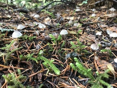 Mycena clavicularis