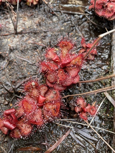 Red sundew (Drosera slackii)