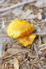 Omphalotus subilludens