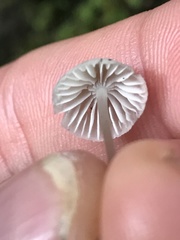 Mycena clavicularis