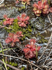 Drosera slackii
