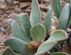 Acrodon purpureostylus