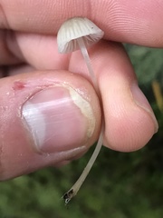 Mycena clavicularis